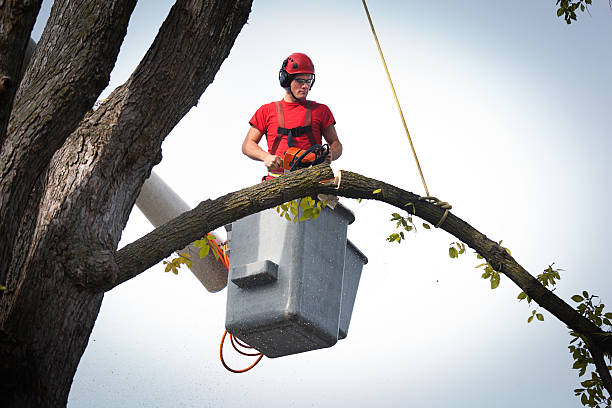 How Our Tree Care Process Works  in Salisbury, MO